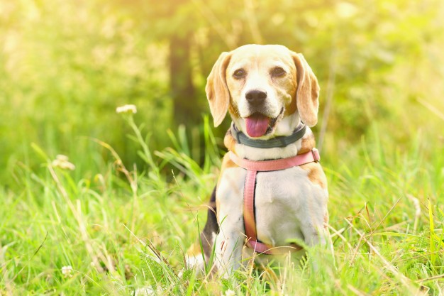 Conheça os benefícios do registro de pet em cartório