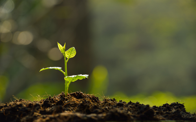 Cédula de Produto Rural registrada em Cartórios de Imóveis garante o financiamento da produção agrícola