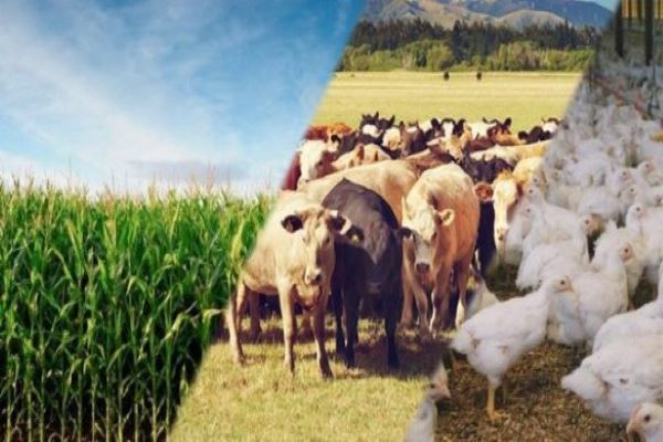 Secretário do Ministério da Agricultura, Pecuária e Abastecimento destaca papel essencial dos Cartórios de Notas no Agronegócio