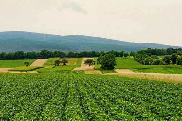 Brasil: 15 mi de hectares de imóveis rurais se sobrepõem a florestas