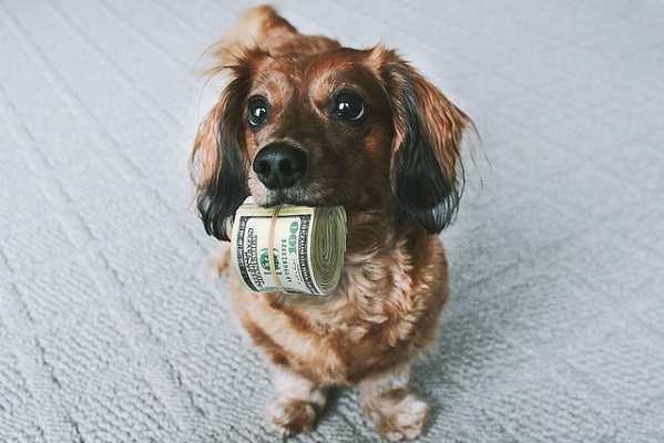 Migalhas - Ex deve pagar pensão a cães após separação? STJ decidirá