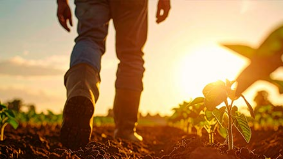 Arrendatário sem perfil de homem do campo não tem direito de preferência sobre imóvel