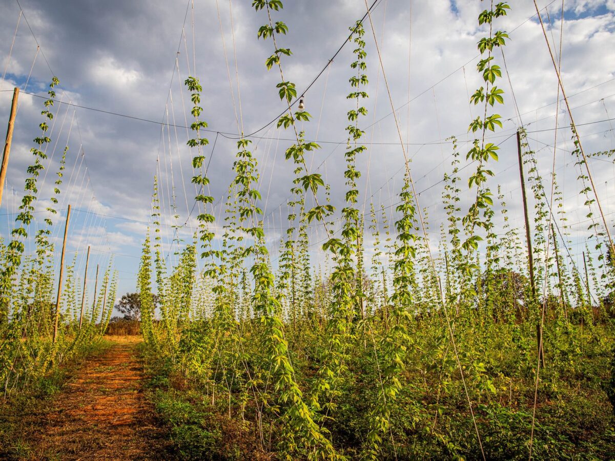 Carf mantém tributação de ganho de capital por venda de imóvel rural a estrangeiros