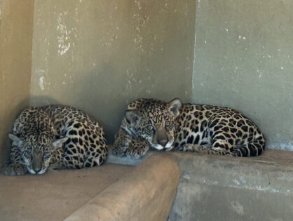 Floresta dos Notários e Registradores recebe filhotes de onça-pintada em importante etapa de projeto de conservação